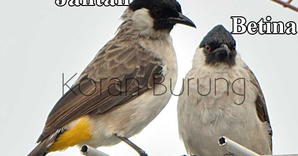 41++ Gambar perbedaan burung kutilang jantan dan betina terupdate