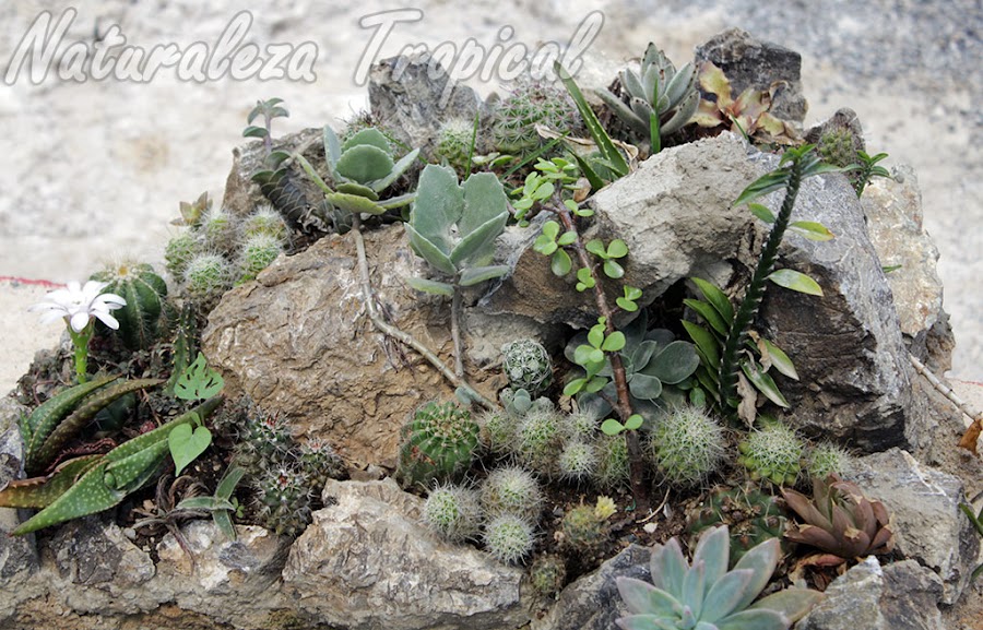 Arreglo de suculentas con demasiadas plantas en muy poco espacio; en algunos meses comenzarán a observarse efectos negativos 