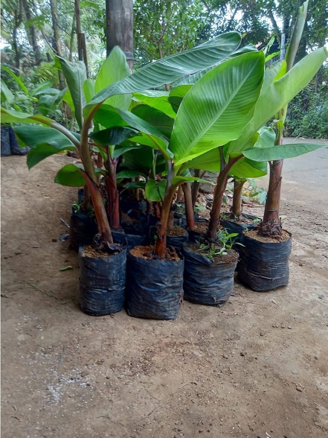 pohon pisang merah jaminan valid Air Buaya