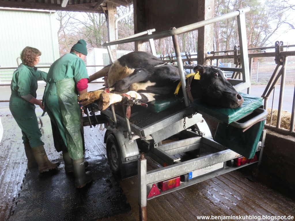 Benjamins Kuhblog Februar 2019