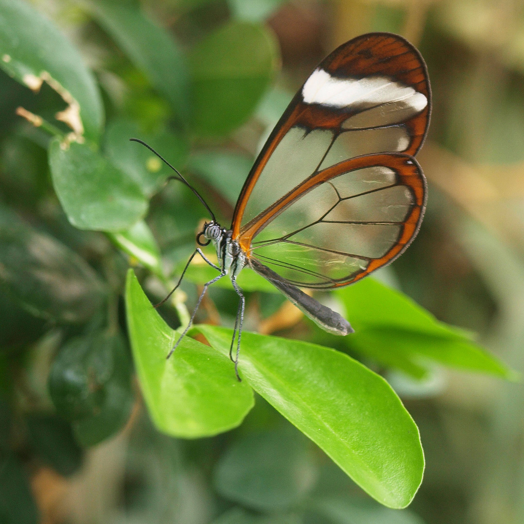 Save Our Beautiful Mother Nature Glass Winged Butterfly save-our-beautiful-mother-nature-glass-winged-butterfly