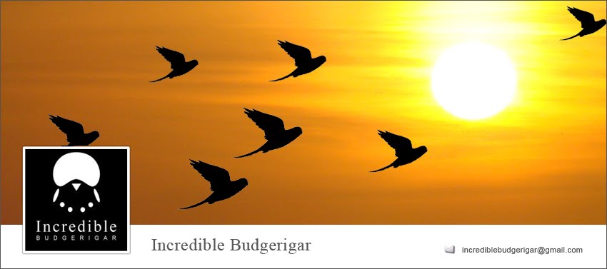Incredible Budgerigar