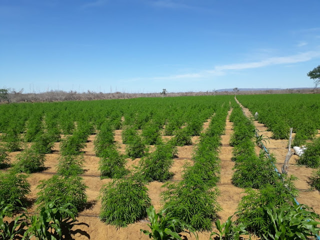 Polícia Militar erradica 40 mil pés de maconha entre Umburanas e Campo Formoso