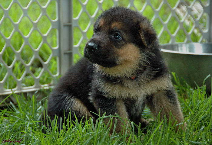 German Shepherd Puppies: German Shepherd Puppies for sale