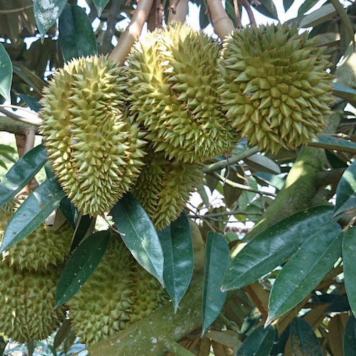 Bibit Durian Cane