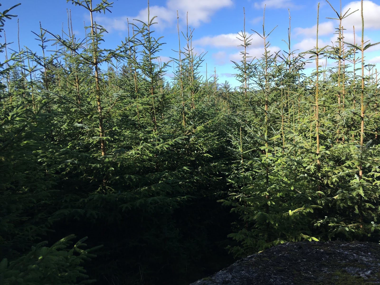 Max Piper Tor Bagger Dartmoor Finding the elusive Lowton Borough Rocks