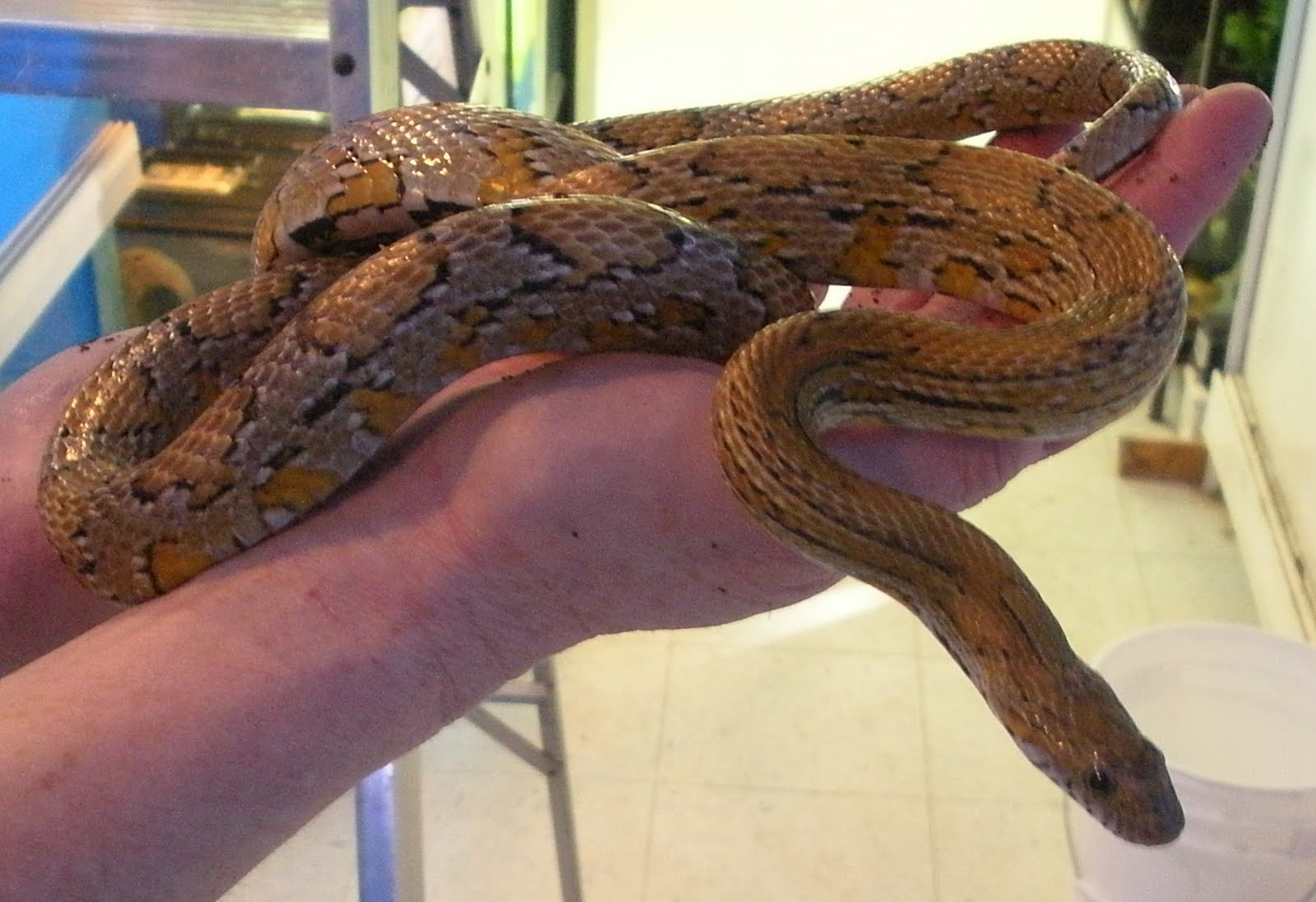 can-bearded-dragons-eat-corn