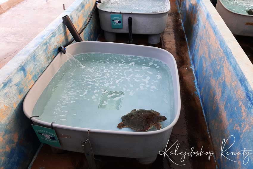 Centrum ratowania żółwi morskich na Lampedusie
