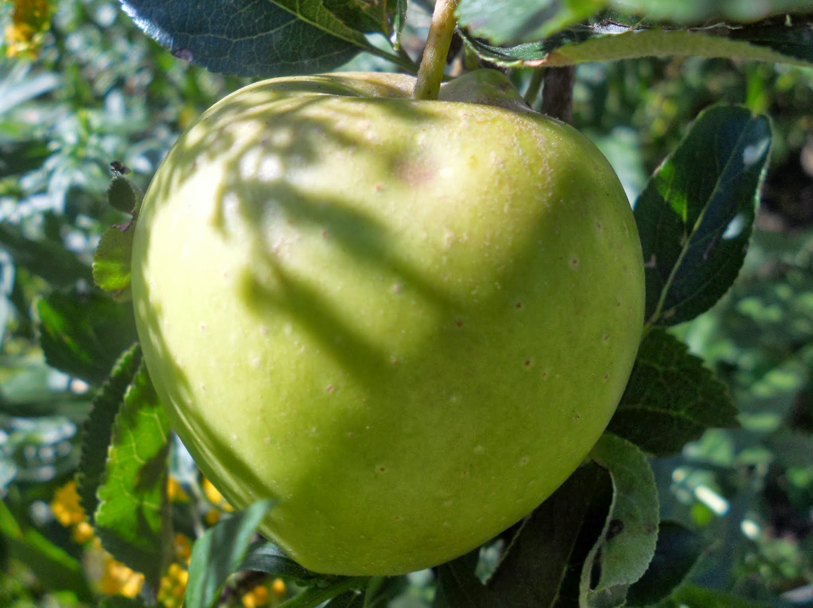 Ingredient of the Month 25 Apples, and Awesome Apples Event Announcement