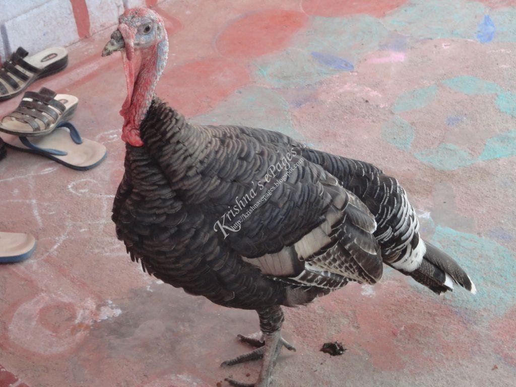 Krishna's ePages SnapMoment Turkey Bird