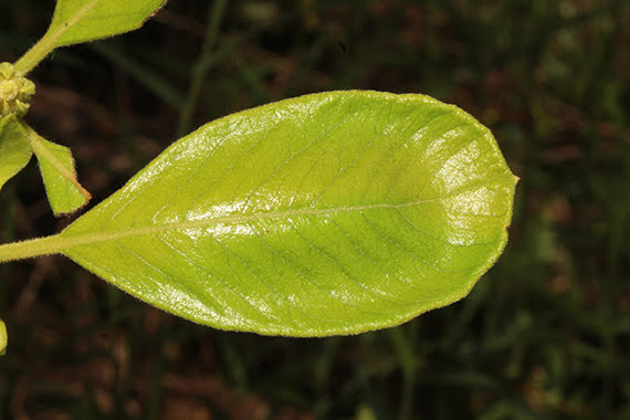 Catunaregam tomentosa