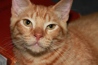 Autolycus Cat, Fat Orange Kitten
