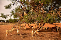 Fotografia-Esauira-Abuelohara