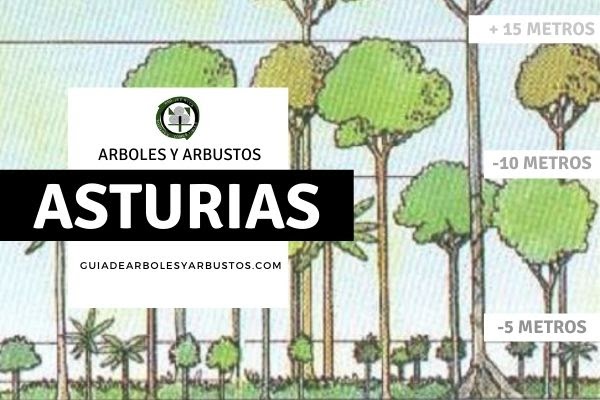 Arboles Arbustos Asturias