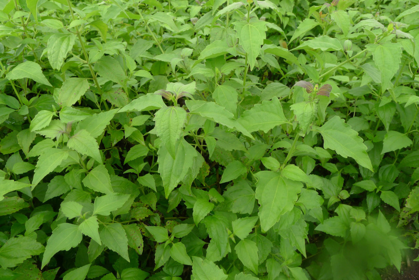 Wonder Fruits, Plants and Seeds 11 Effective Health Benefits of