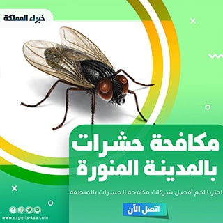 مكافحة حشرات بالمدينة المنورة