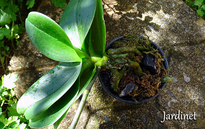 Cultivo de orquídea na pedra brita - Jardinet
