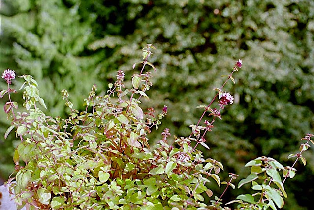 Masa arbustiva de orégano en un jardín