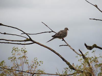 mourning dove