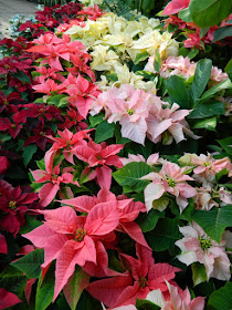 2015 Allan Gardens Conservatory Christmas Flower Show layers red pink white  poinsettias by garden muses-not another Toronto gardening blog