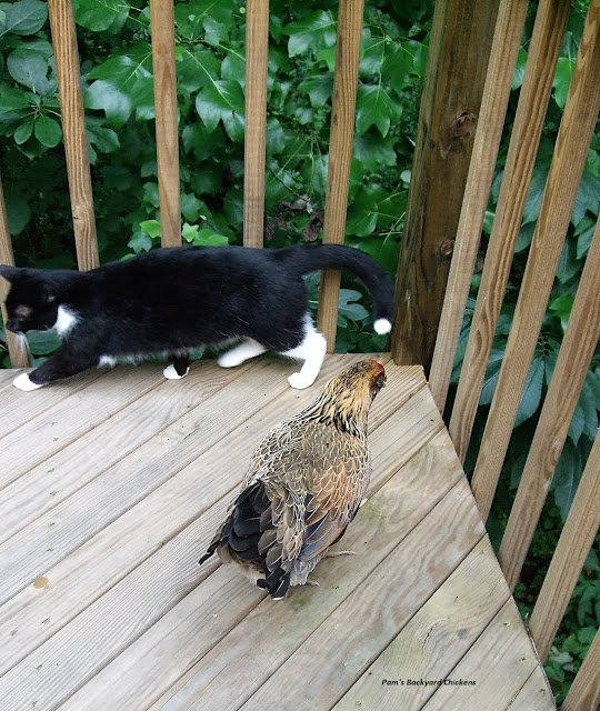 Domestic Chicken Predators Do Dogs and Cats Kill Chickens? LaptrinhX