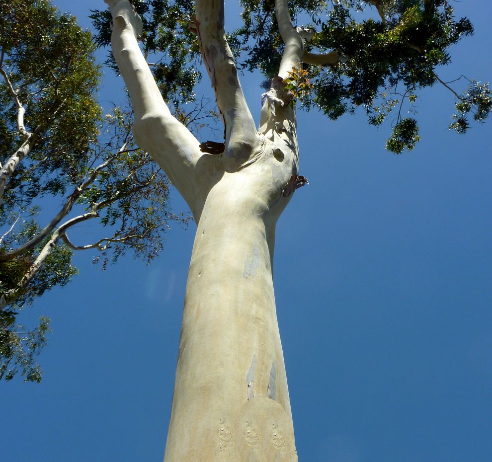 List 101+ Pictures Pictures Of Trees That Shed Their Bark Latest