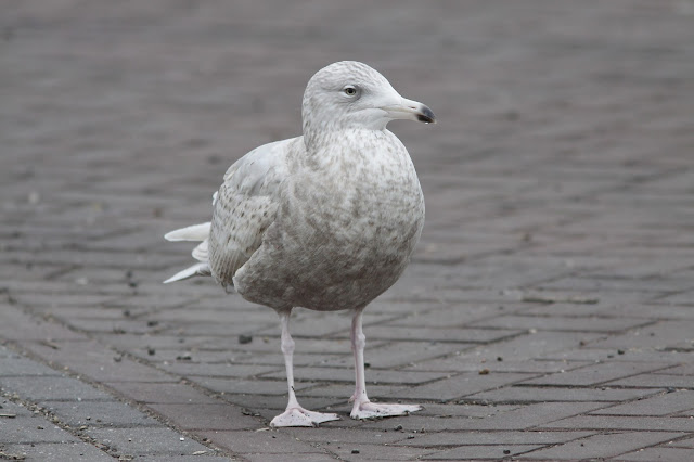 de noorderlingen de noorderlingen