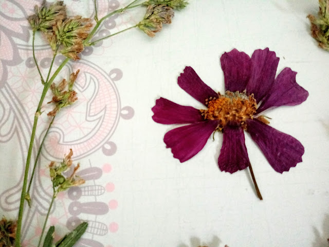 Flopr prensada de la alfalfa y flor grande de 8 pétalos para hacer etiquetas colgantes u otras manualidades