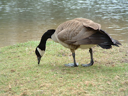 when do birds start flying south 6