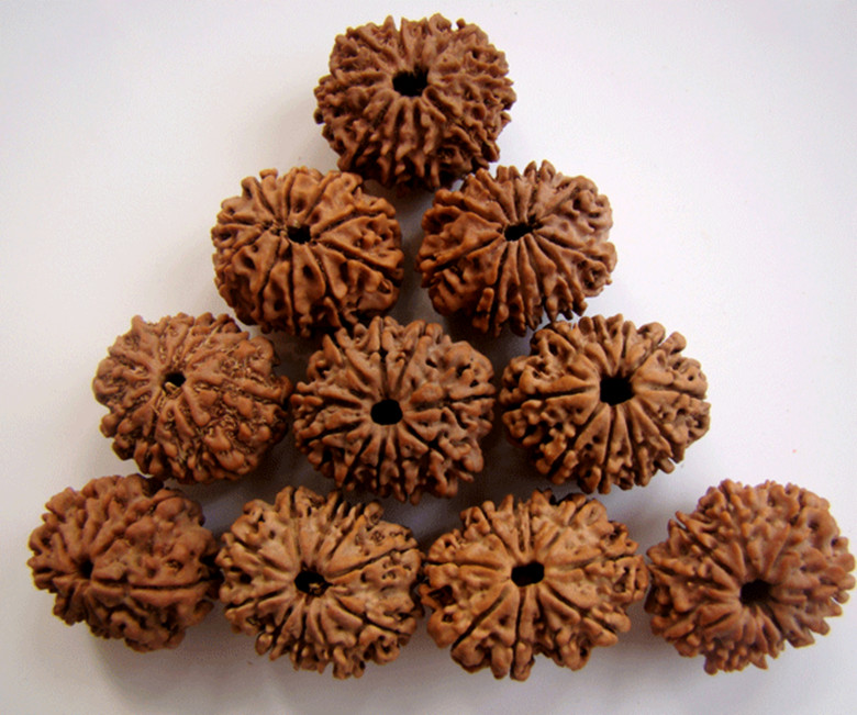 What is Rudraksha Beads