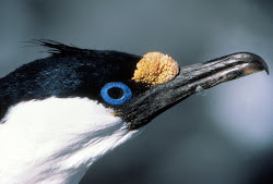 birds eyed antarctica shag wonders natural pm shags