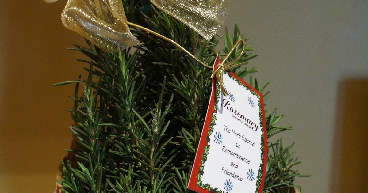 Exploring Trader Joe's Rosemary tree