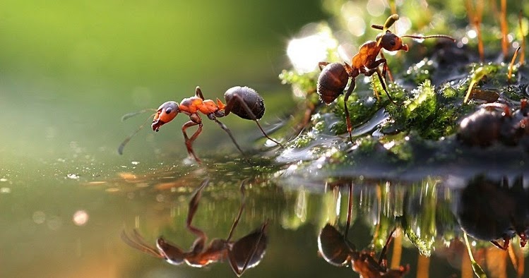 Tips Mengusir Semut Dari Sangkar Penangkaran Hewan Belajarmembuatwebsite Com Tips Mengusir Semut Dari Sangkar Penangkaran Hewan Belajarmembuatwebsite Com