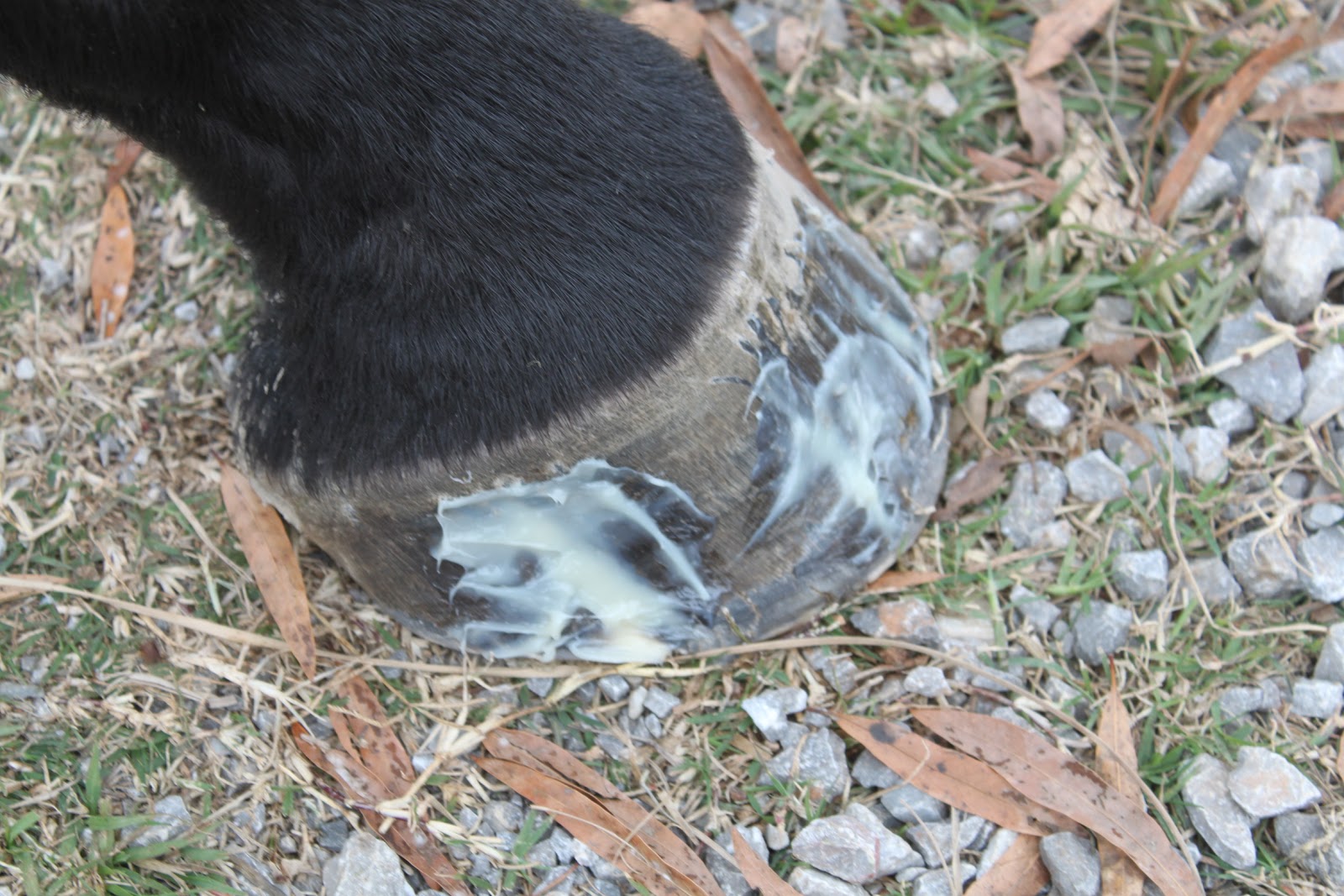 Springstone Horses Repairing Hoof Cracks