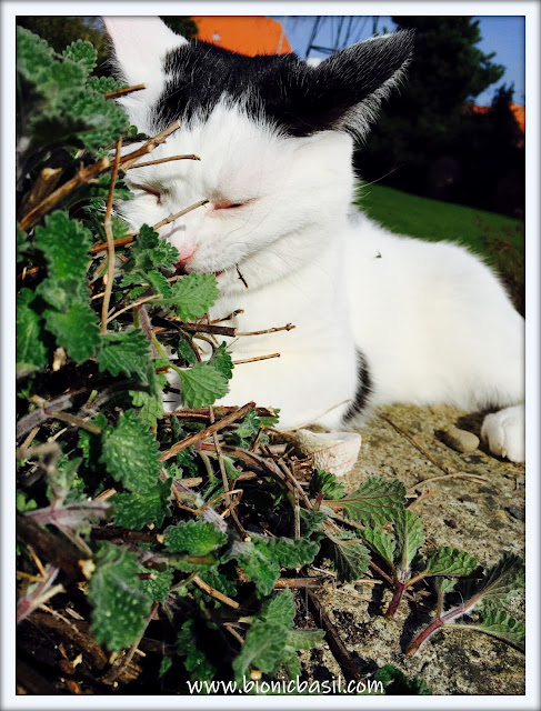 Friday Fluffers at BBHQ ©BionicBasil®Smooch, Yeah This Catmint is All Mine