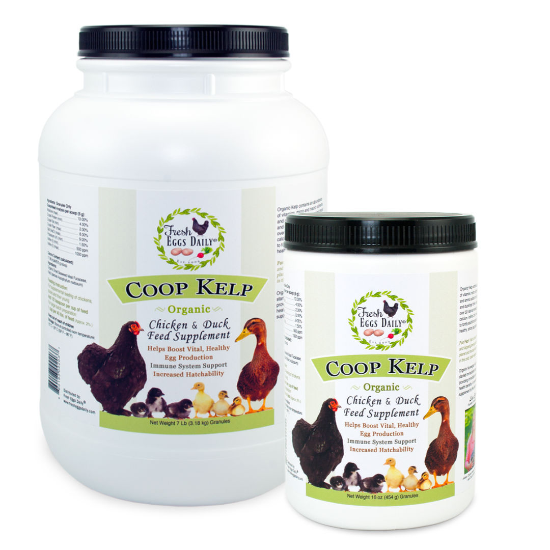 Probiotics and Prebiotics in a Chicken Diet Fresh Eggs Daily® with