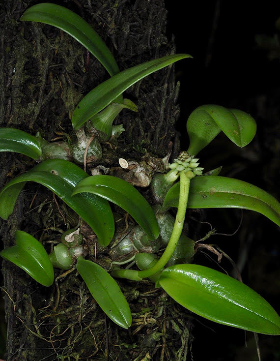 Thelasis pygmaea