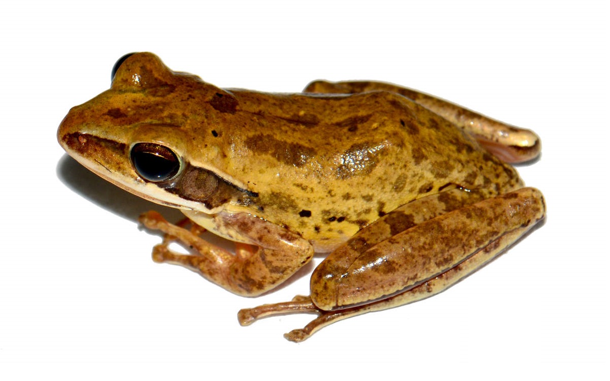 Polypedates bengalensis