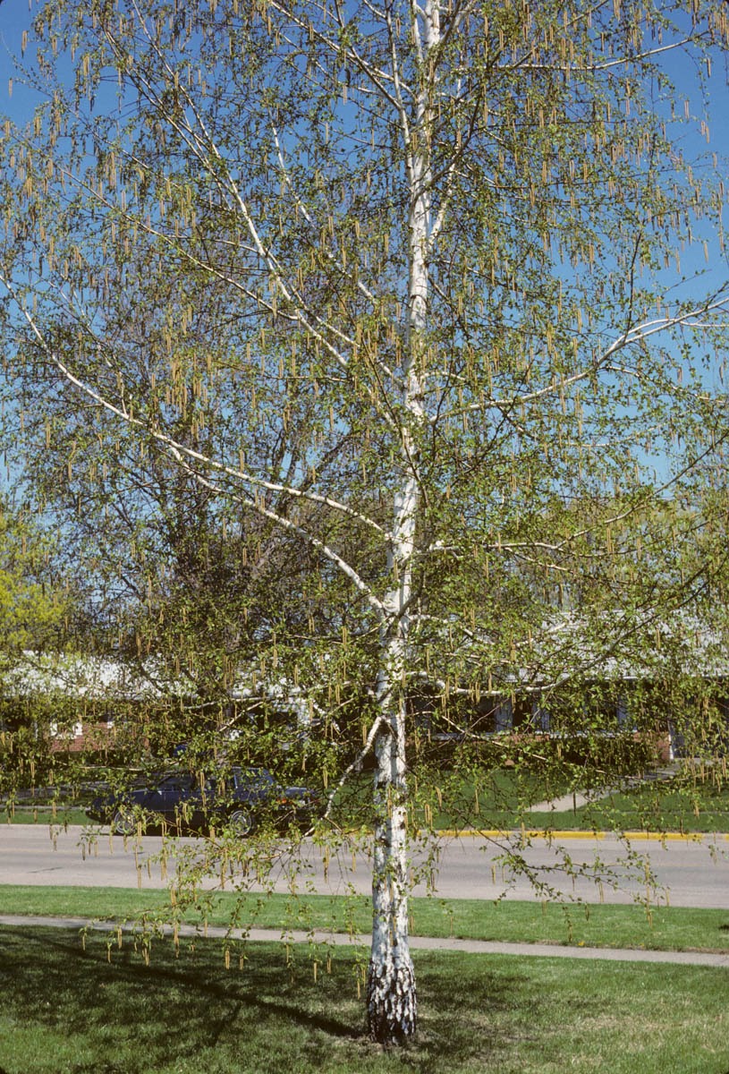 Halswell Community Blog Silver Birch Trees and Pollen
