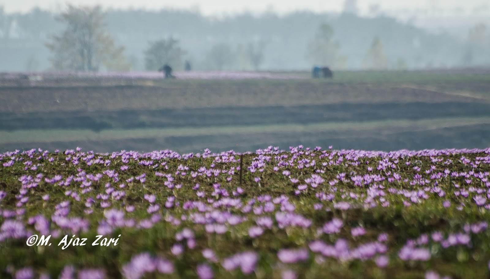 M Ajaz Zari Photography Saffron Bloom