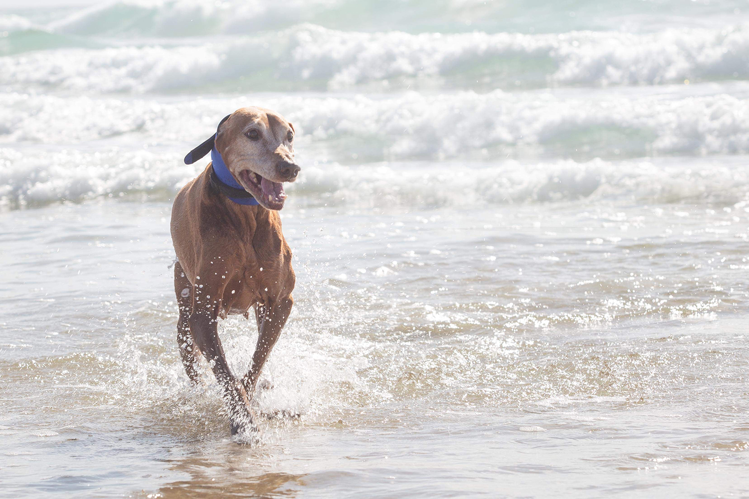 How To Keep Water Out Of Dogs Ears When Bathing