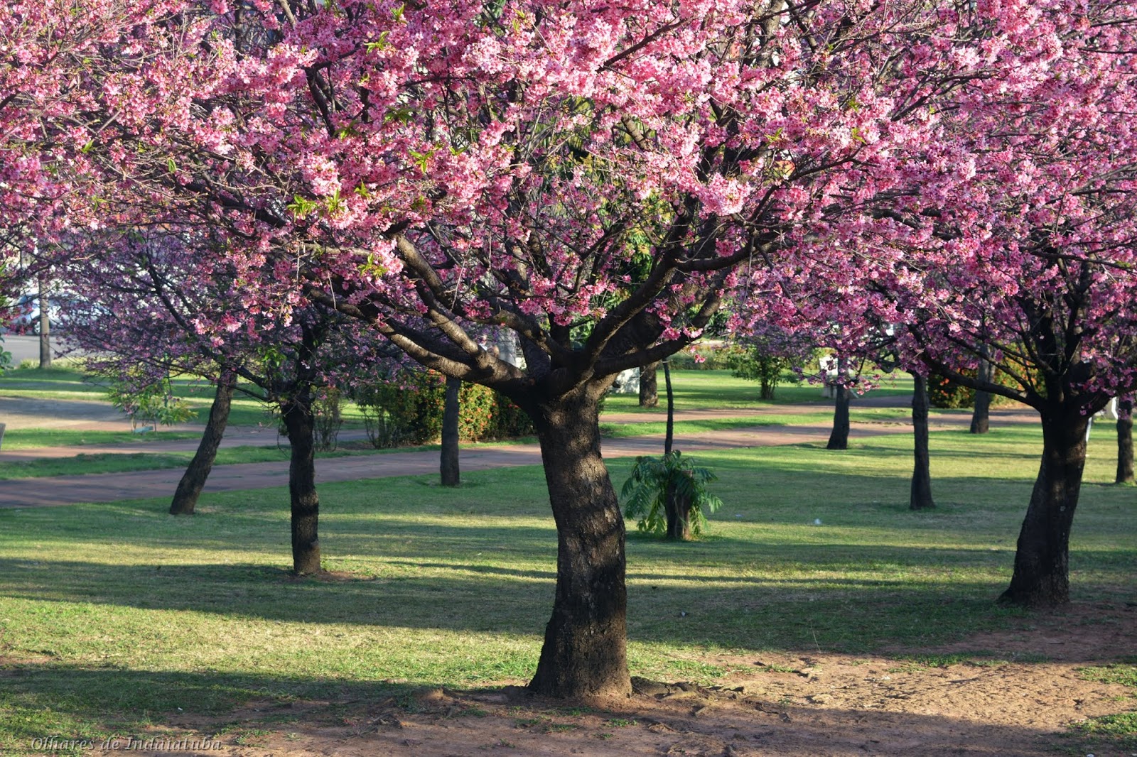 Olhares de Indaiatuba 2 Praça das Cerejeiras Indaiatuba SP