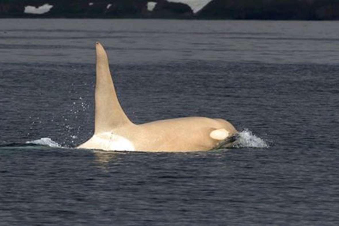 White Wolf Extremely Rare AllWhite Orcas Sighted Off The Russian Coast