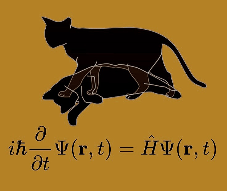 Schrödinger Cat Paradox