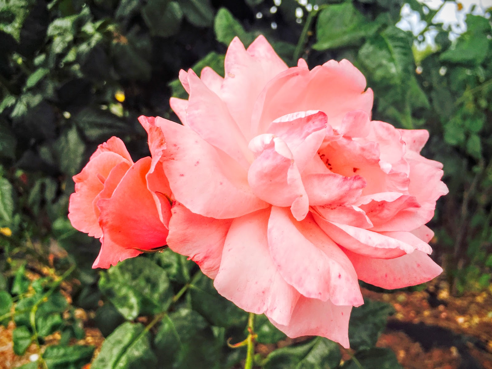 191/365 Gertrude Stein & Roses