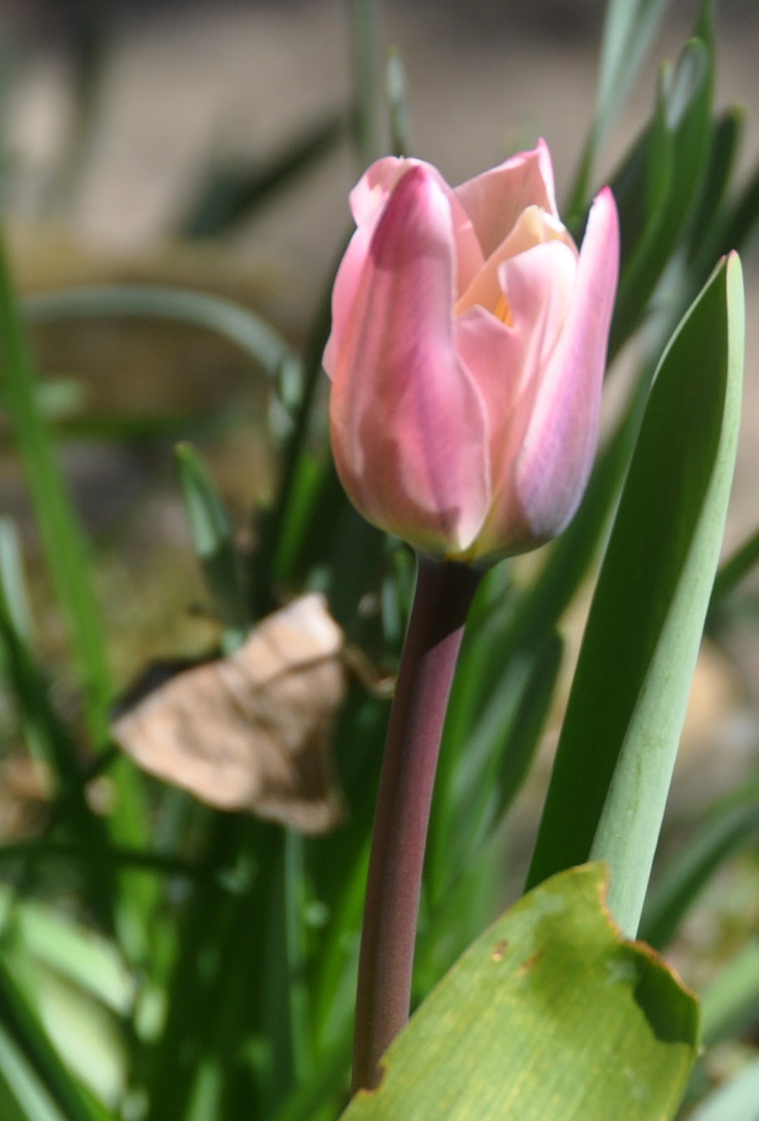 Vicki Lane Mysteries The Flowers That Bloom in the Spring, Tra La