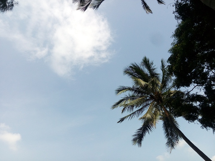 Primo GF5 review Camera Sample 2