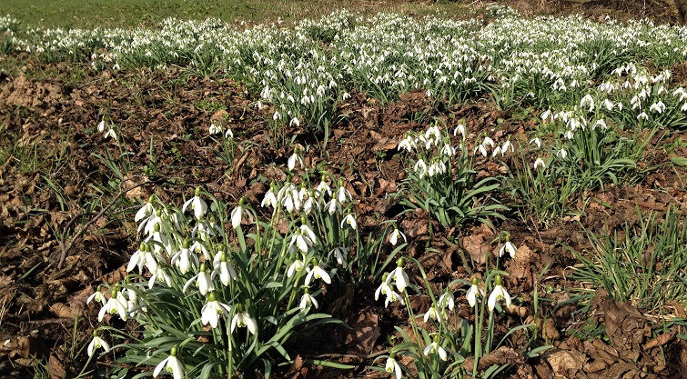 Galanthus, Blüten im Januar Schneeglöckchen läuten den Frühling ein