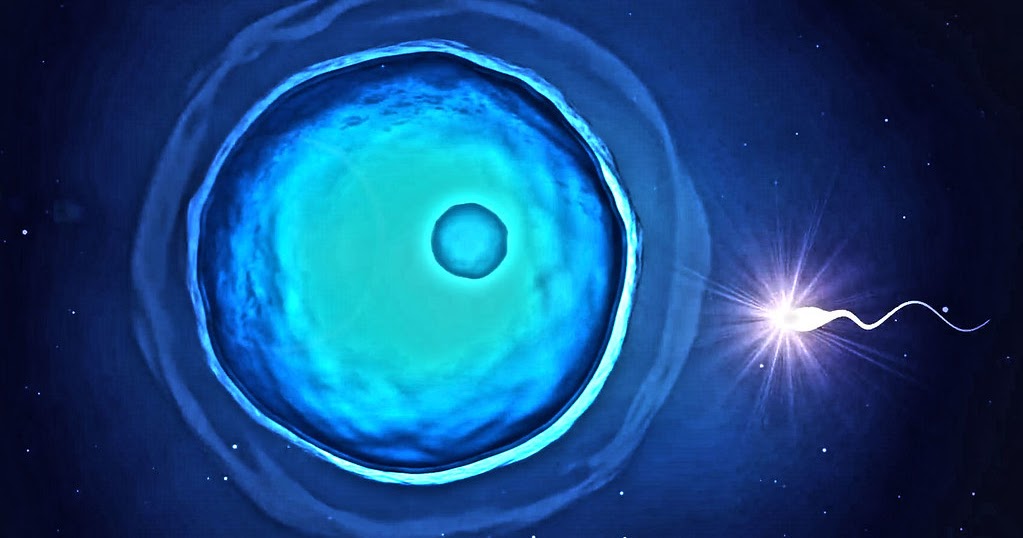 Gametogenesis pada Hewan dan Tumbuhan Tingkat Tinggi