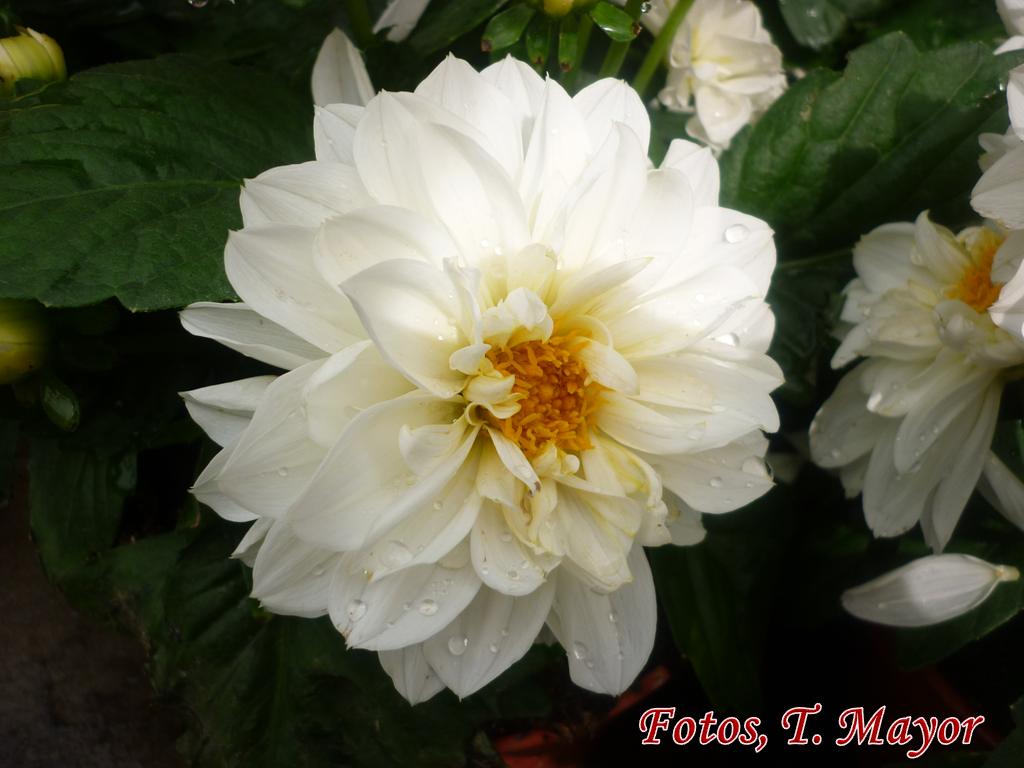 Flores y plantas silvestres: " Dahlia ". Dalia, Dalias cactus, Dalias